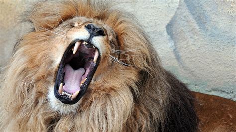 Lion with luscious head of hair becomes viral sensation | Fox News