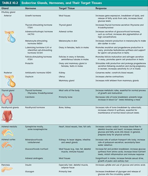 Adrenal Glands - Endocrine Glands and Their Hormones