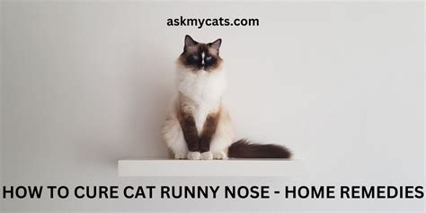 Effective Home Remedies for Cat Runny Nose: Stop the Sniffles