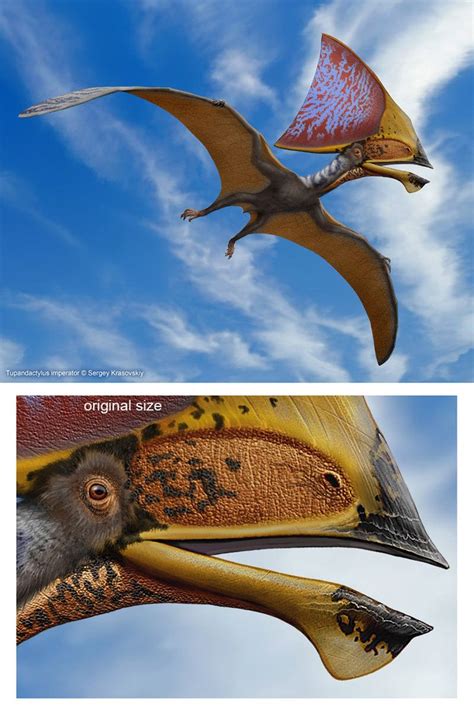 Tupandactylus imperator by atrox1 on deviantART | Prehistoric wildlife ...