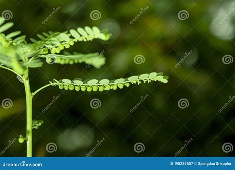 The Seed of the Phyllanthus Amarus Schumach Stock Image - Image of ...