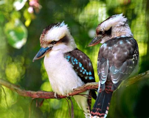 Laughing Kookaburra