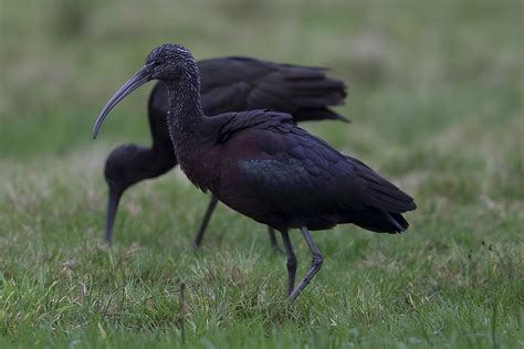 Glossy Ibis by Joe Pender - BirdGuides