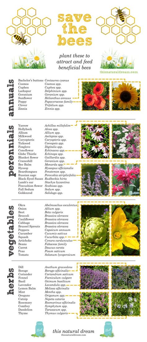 save the bees by creating a bee friendly garden | Bee friendly garden, Bee garden, Bees plants