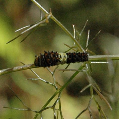 Black Swallowtail butterfly caterpillar on Bronze Fennel | Swallowtail ...