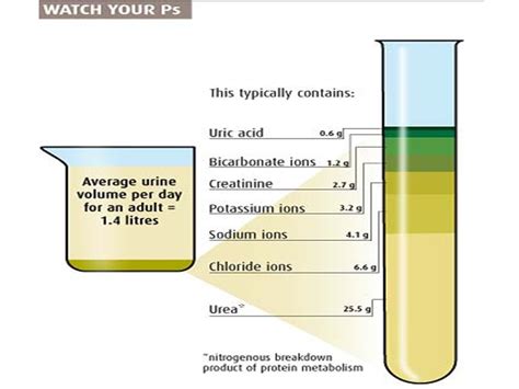 Anatomy/Excretory System - Wiki - Scioly.org