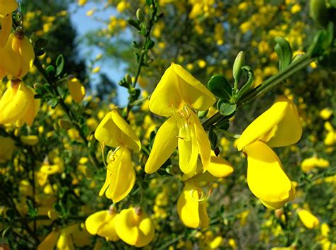 Cytisus scoparius - Plant ID @ HCP