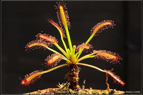 Planta Carnivora Drosera Capensis (narrow Leaf) Mediana - $ 110.00 en Mercado Libre