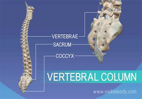 Axial Skeleton | Learn Skeleton Anatomy