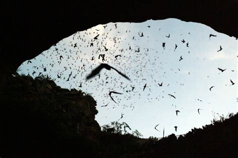 Watch the bats fly out of Carlsbad Caverns, New Mexico. | Carlsbad caverns, Carlsbad, New mexico