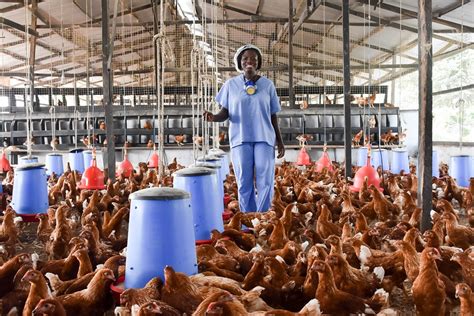 Nigerian female farmers prefer poultry farming - World Bank - Nairametrics