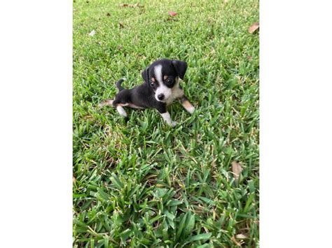 7 weeks old Jack Chi Puppies McAllen - Puppies for Sale Near Me