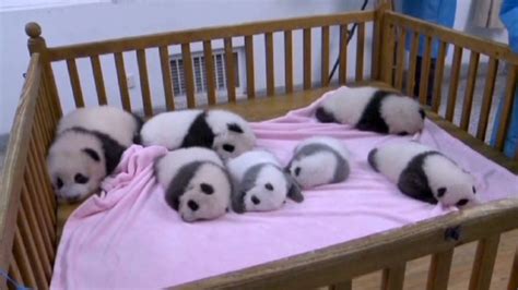 Panda cubs make their debut | CNN