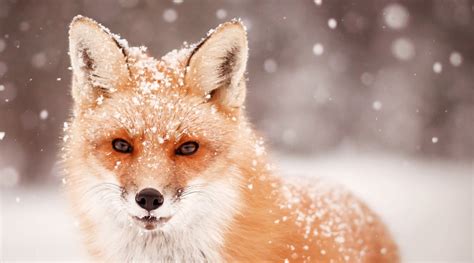 The Farmers' Almanac | Fox in snow, Snow animals, Animals