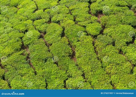 Tea Estate stock image. Image of estate, high, forest - 27631957