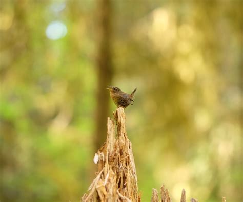 Top bird watching tips for hikers | ActionHub