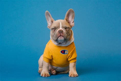 Sweaters - French bulldog clothing