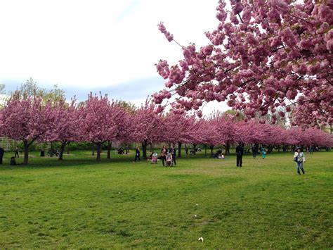 Então resolvi fazer um blog ...: Sakura (Cerejeiras) - Brooklyn ...