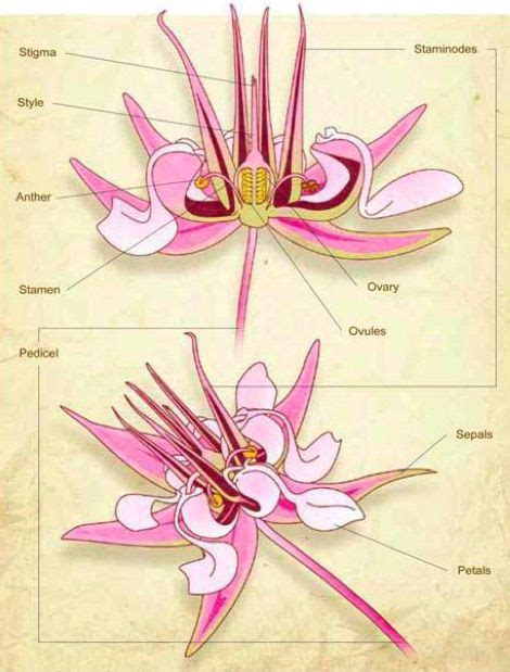 Plantae, Cacau, Cacau fruta