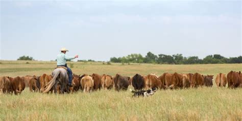 Herd Mentality in Cattle – Drinking Post Automatic Waterer