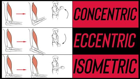 Concentric vs Eccentric vs Isometric Muscle Contractions - YouTube