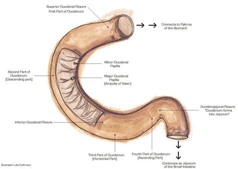 Duodenal atresia pathophysiology - wikidoc