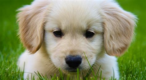 10 Things You Need to Know About the Miniature Golden Retriever