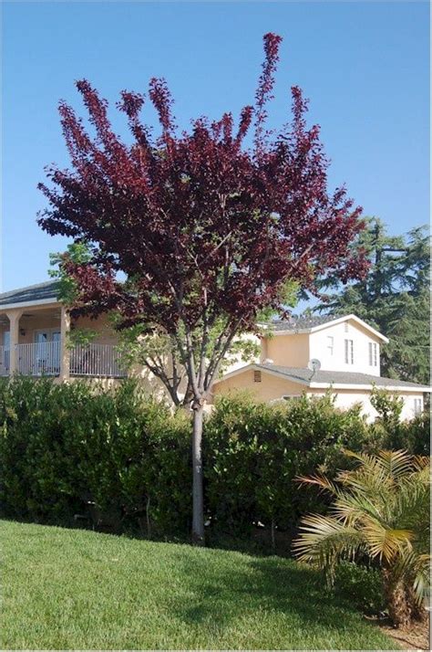 Prunus cerasifera 'Purple Pony' or 'Big Cis' - Ornamental purple plum | Green lawn care, Front ...