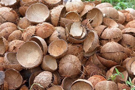 Royalty Free Coconut Husk Pictures, Images and Stock Photos - iStock