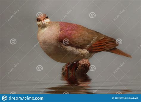 Key West Quail Dove stock photo. Image of feather, bahamas - 165260194