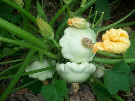 Summer Squash Growing, Harvesting, and Storing Tips - Dengarden