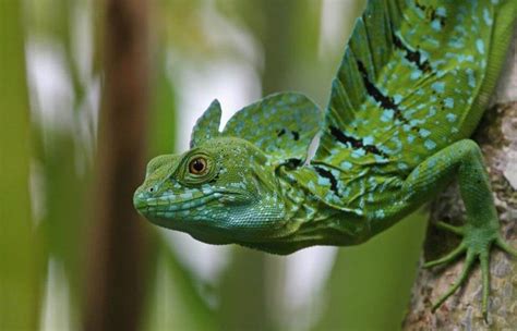 Green Basilisk Care Guide & Species Profile