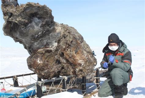 Woolly mammoth found frozen in Siberia after 39,000 YEARS goes on ...