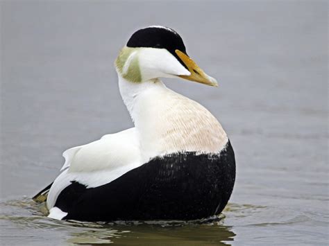 Common Eider - eBird