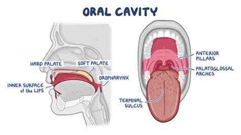 Labial Mucosa Anatomy