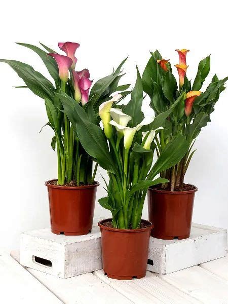 Kalia ogrodowa - sadzenie, uprawa, rozmnażanie, zimowanie | Indoor flowering plants ...