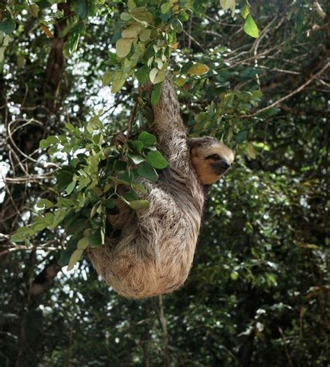 Amazon Due for Numerous Species Extinctions | Deforestation | Live Science