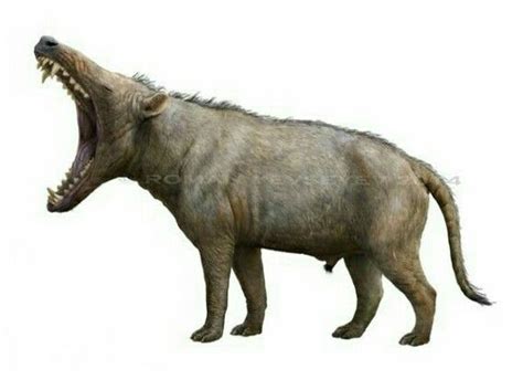 Andrewsarchus | Prehistoric wildlife, Prehistoric animals, Ancient animals