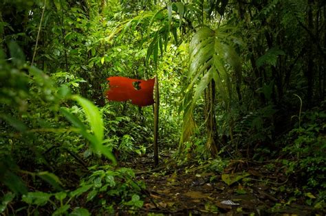 Free Photo | Isolated red flag in forest