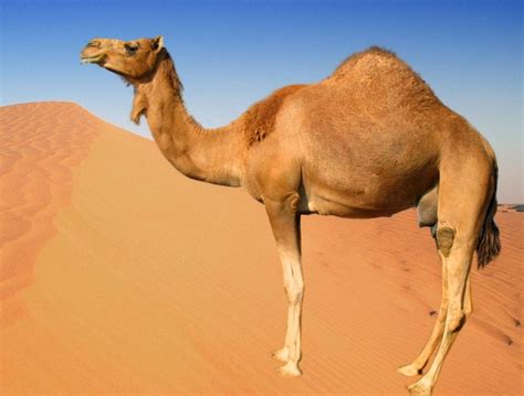 camel