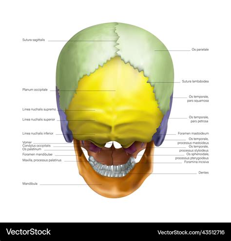 Anatomy of the occipital part of the human skull Vector Image