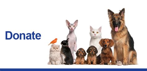 SPCA-Site-Banners-Donate - Dog, Cat, Pet Adoption, Animal Shelter in ...