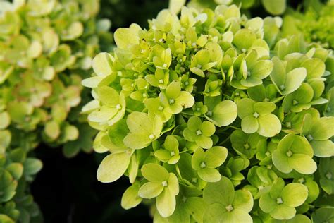 How to Plant and Care for a Limelight Hydrangea