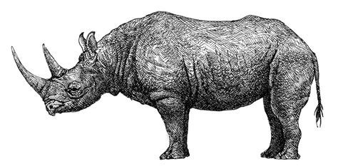 Rhinoceros Drawing at PaintingValley.com | Explore collection of ...