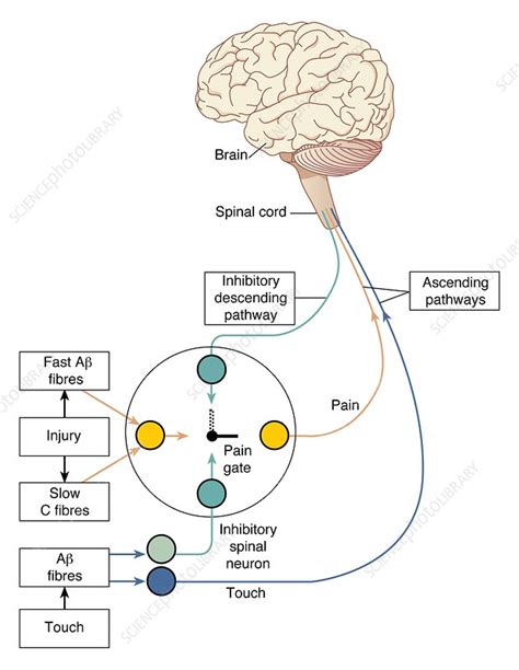 Gate control theory of pain, artwork - Stock Image - C007/8654 ...