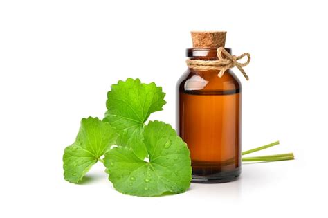 Premium Photo | Gotu kola centella asiatica extract in amber bottle with fresh leaves isolated ...