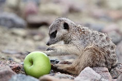 Pictures : meerkats eating | Meerkats eat a pomegranate — Stock Photo © Drago_Nika #11715150