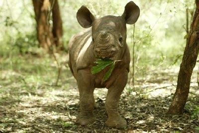 A Cute Black Rhino Calf - Rhinos Photo (17898419) - Fanpop