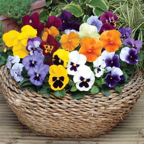 Colorful Basket Of Pansies Pictures, Photos, and Images for Facebook, Tumblr, Pinterest, and Twitter