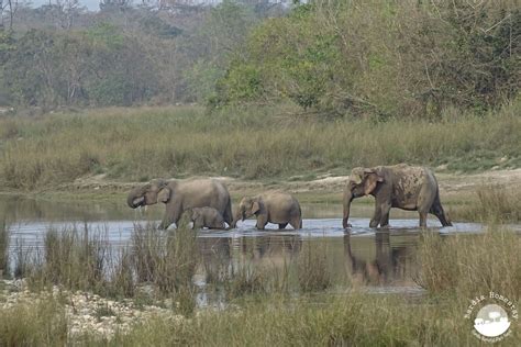 Bardia National Park | Wildlife & Birds | Bardia Homestay Nepal